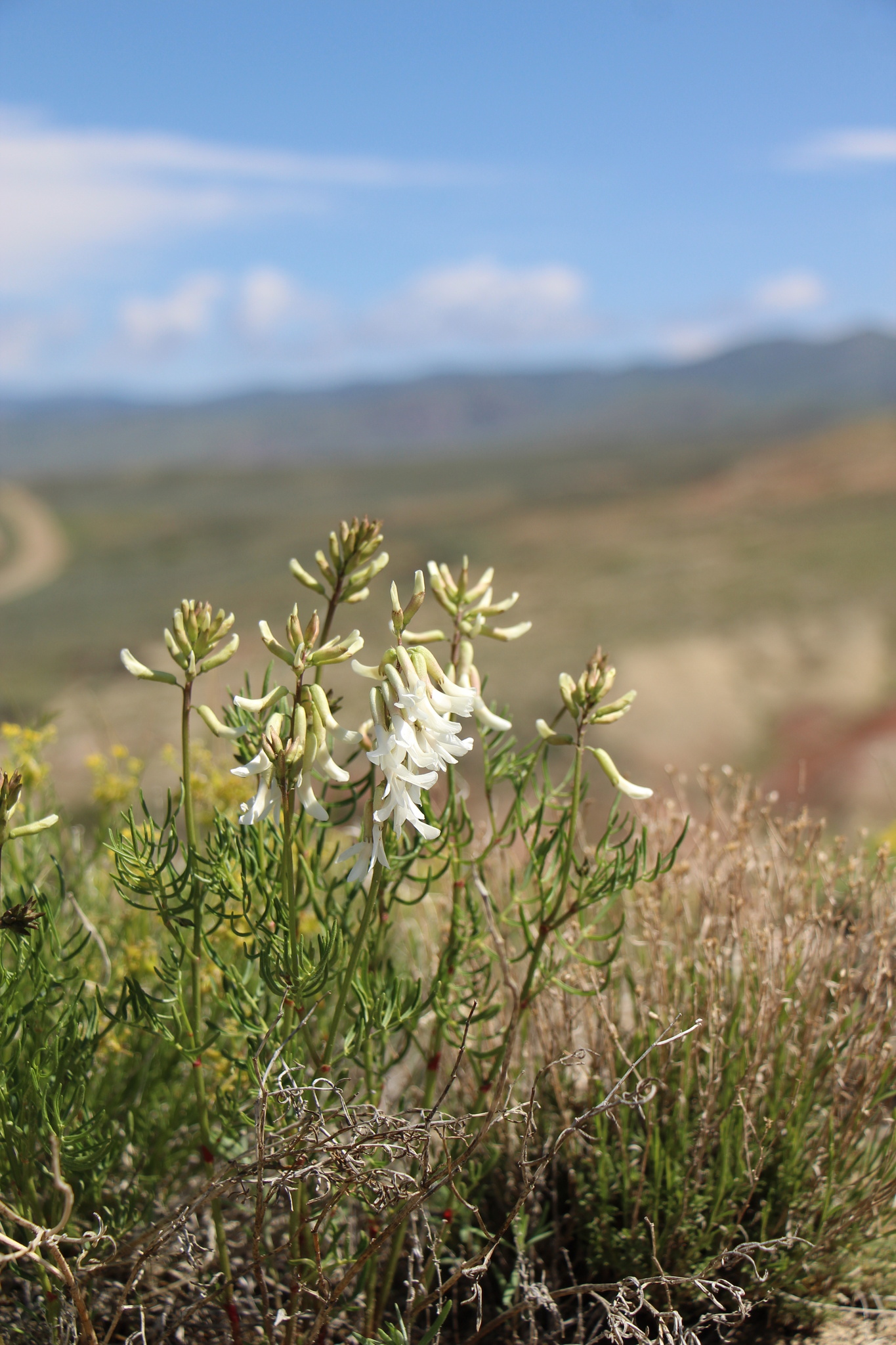 Astragalus osterhoutii