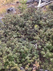 Rhododendron columbianum