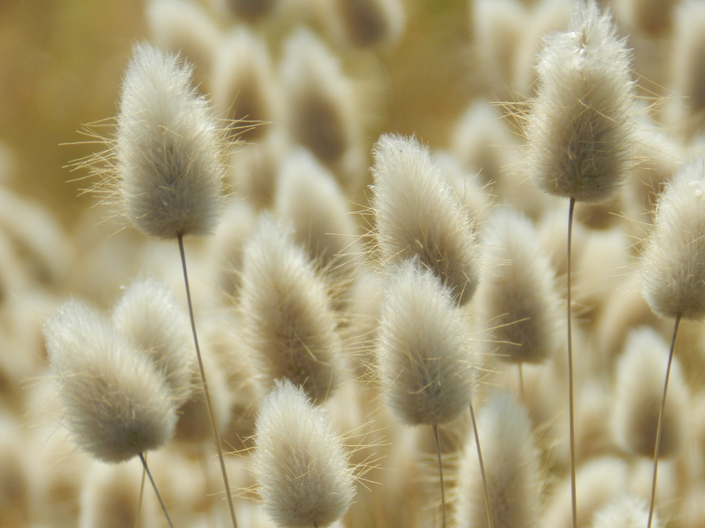Hare's-tail grass