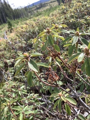 Rhododendron columbianum