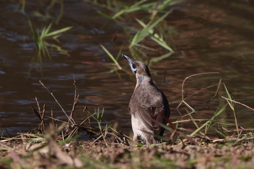 Little Friarbird