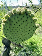 Opuntia huajuapensis