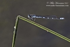 Enallagma recurvatum