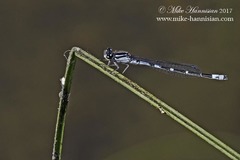 Enallagma recurvatum