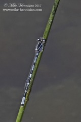 Enallagma recurvatum