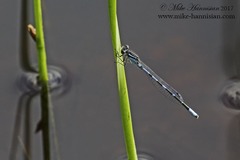 Enallagma recurvatum