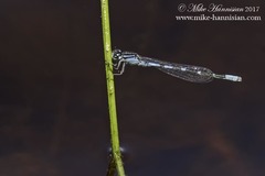 Enallagma recurvatum