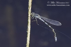 Enallagma recurvatum