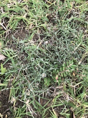 Erigeron divaricatus