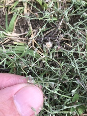 Erigeron divaricatus