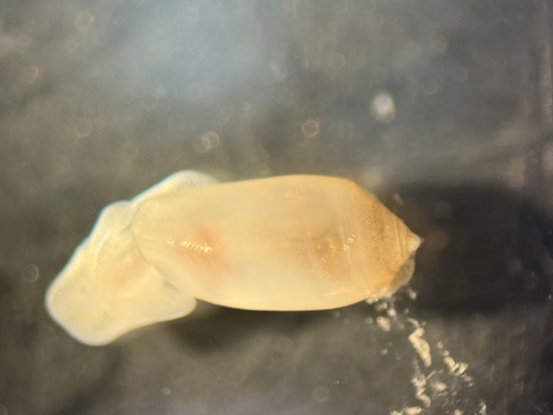 Acteocina candei, 2025-06-09