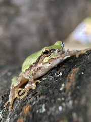 Hyla japonica