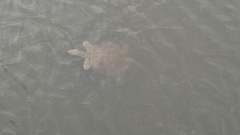 Apalone spinifera emoryi