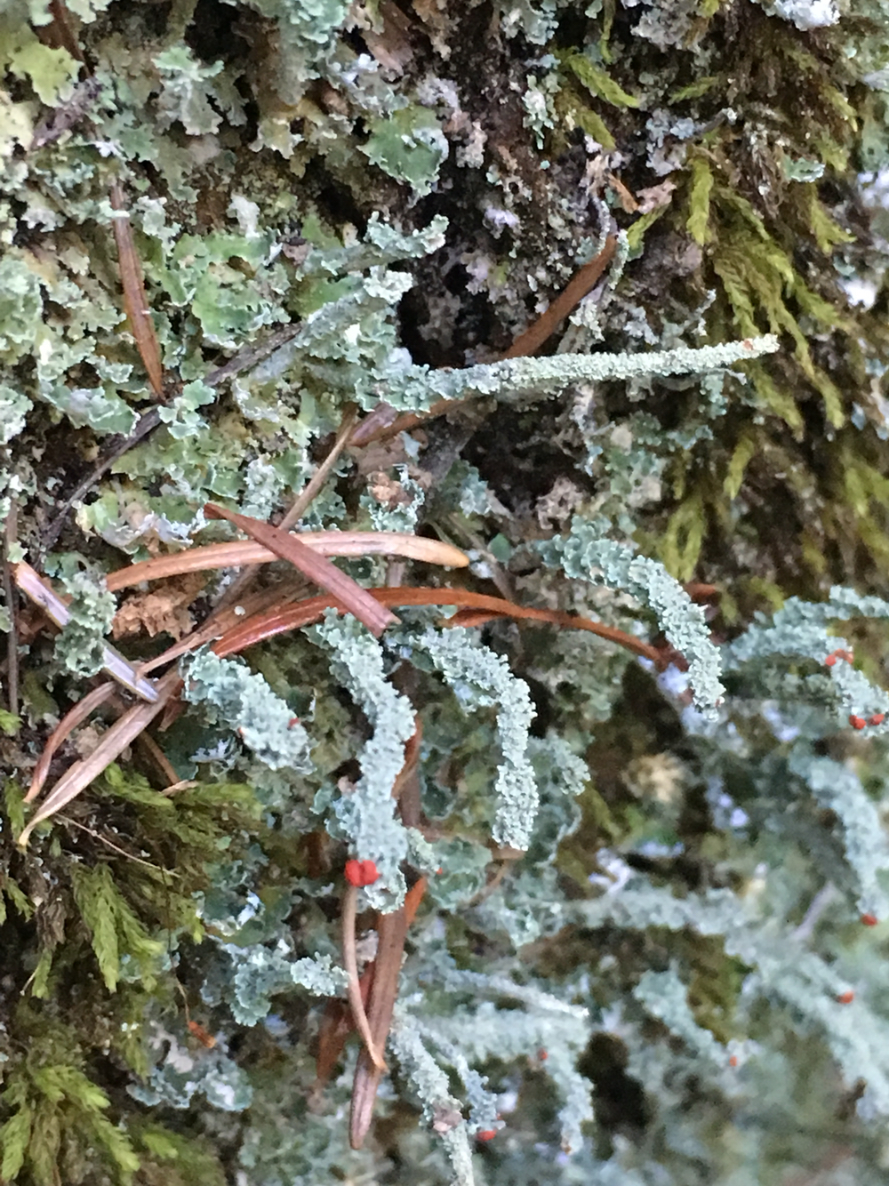 Cladonia bellidiflora image