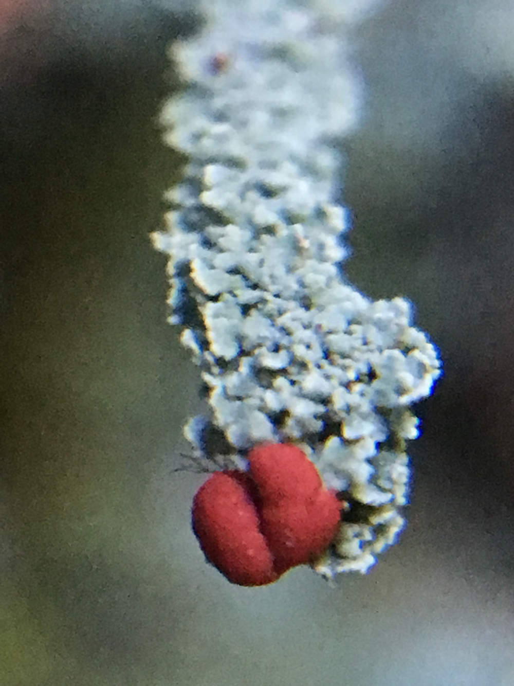 Cladonia bellidiflora image