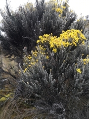 Monticalia empetroides