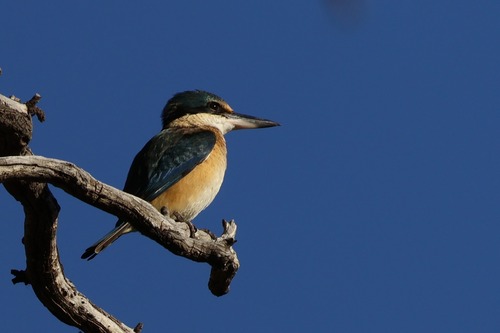 Sacred Kingfisher
