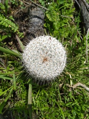 Mammillaria haageana haageana