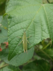 Atractomorpha lata
