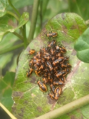 Tropidothorax sinensis