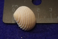 Nerita plicata