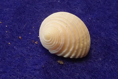 Nerita plicata