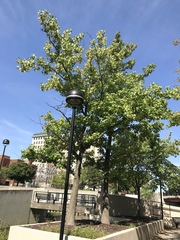 Liquidambar styraciflua