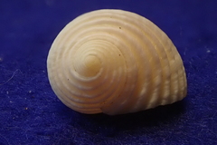 Nerita plicata