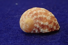 Nerita signata
