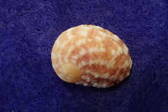 Nerita signata