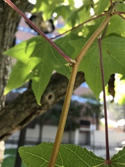 Liquidambar styraciflua