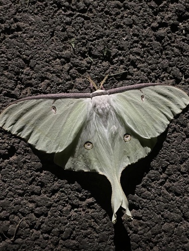 Luna Moth