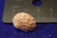 Nerita signata