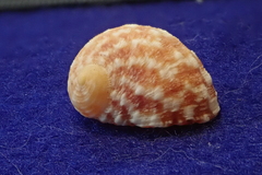Nerita signata