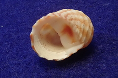 Nerita signata