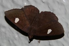 Edessena gentiusalis