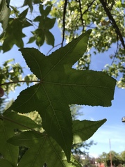 Liquidambar styraciflua