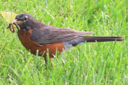 American Robin