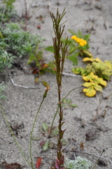Arabis eschscholtziana