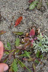 Arabis eschscholtziana