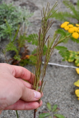 Arabis eschscholtziana