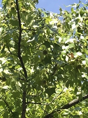 Liquidambar styraciflua