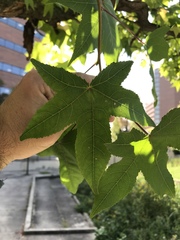 Liquidambar styraciflua