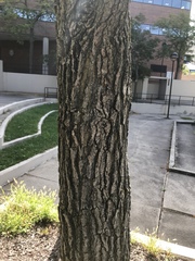 Liquidambar styraciflua