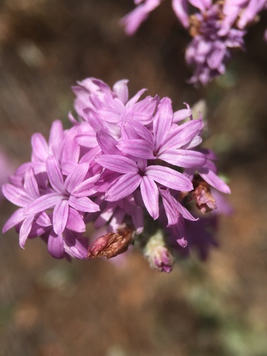 Image of Sierra Lessingia (Lessingia leptoclada) by (c) Matt Berger, some rights reserved (CC BY)