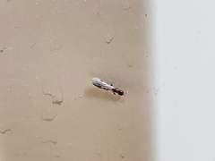 Pseudomyrmex ejectus