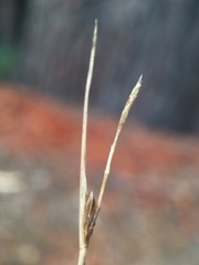Carex multicaulis