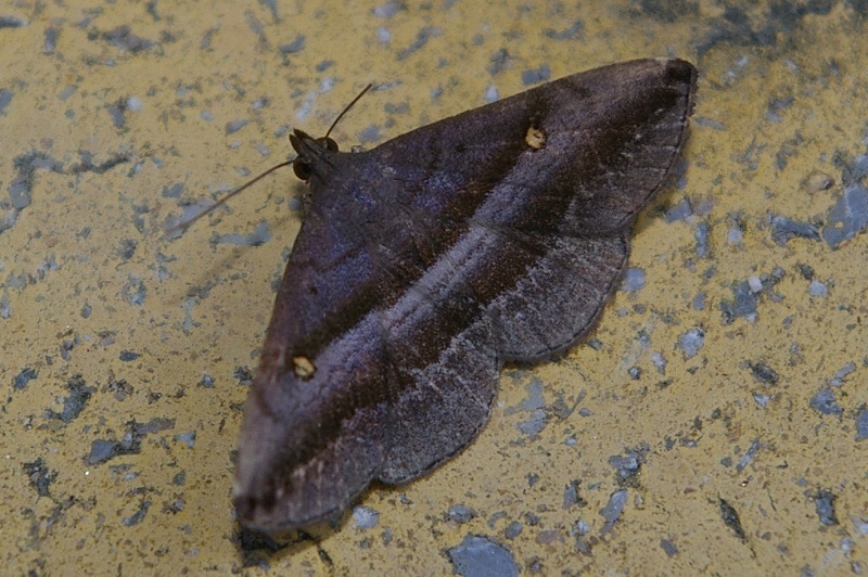 Hadennia nakatanii