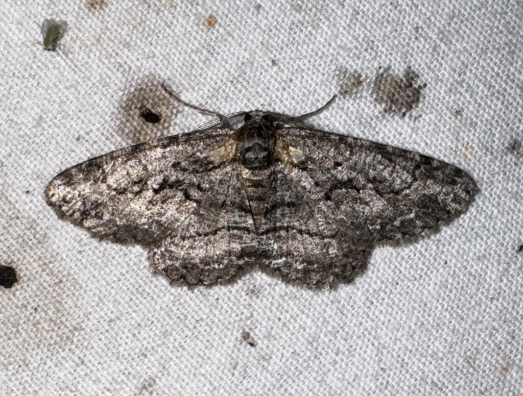 North American Common Gray from Along Ijams Branch, off of Co. Rd. 275 ...