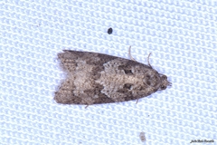 Cnephasia incertana